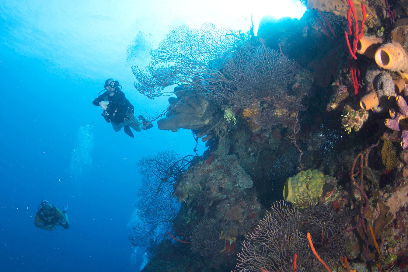 Cayman incontra lo sciamano:i poteri curativi della tua fuga dall isola 